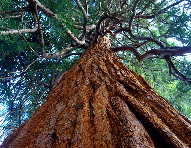 How Seasonal Changes Affect Tree Health