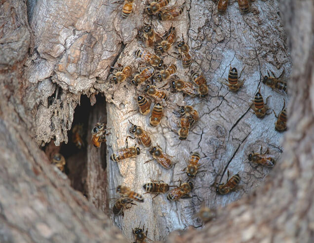 The Importance of Regular Tree Inspections